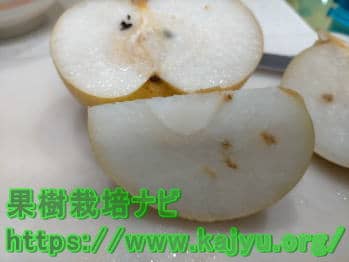 梨のコルク状果肉障害の原因と対策方法