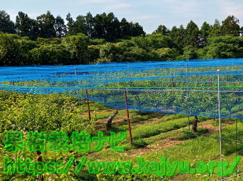 広げた強力防鳥網